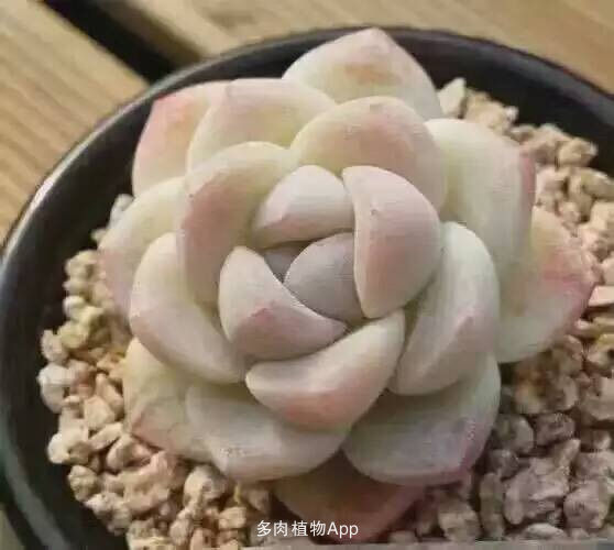 MK电竞:热刺以客场进球优势淘汰曼城晋级(图2) MK电竞